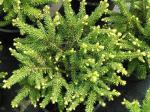Picea abies Nidiformis