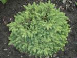 Picea abies Nidiformis