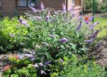 Buddleja davidii Lochinch - Sommerflieder Lochinch