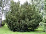 Taxus baccata