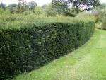 Taxus baccata