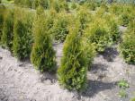 Thuja occidentalis Smaragd