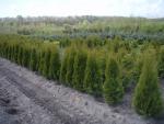 Thuja occidentalis Smaragd