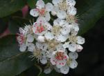Aronia melanocarpa Aron