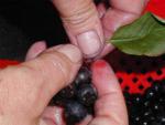 Aronia melanocarpa Aron