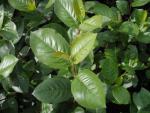 Aronia melanocarpa Aron