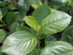 Aronia melanocarpa Aron