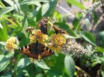 Buddleja Sungold