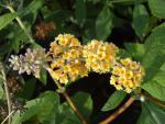 Buddleja Sungold