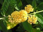 Buddleja Sungold