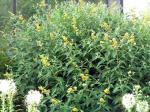 Buddleja Sungold