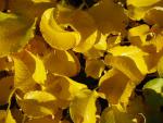 Salix nakurama var. yezoalpina