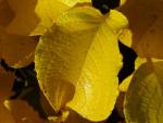 Salix nakurama var. yezoalpina