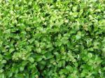 Salix nakurama var. yezoalpina
