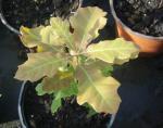 Quercus ilicifolia