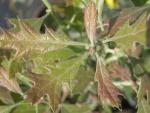 Quercus ilicifolia