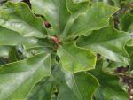 Quercus ilicifolia