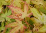 Acer palmatum Orange Dream