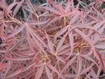 Acer palmatum Red Pygmy - F�cherahorn Red Pygmy