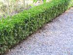 Buxus sempervirens arborscens