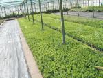Buxus sempervirens arborscens