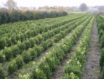 Buxus sempervirens arborscens