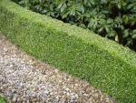 Buxus sempervirens arborscens