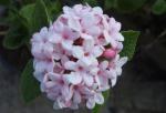 Viburnum carlesii