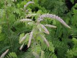 Amorpha canescens