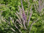 Amorpha canescens