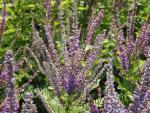 Amorpha canescens