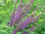 Amorpha canescens