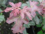 Acer campestre Red Shine