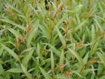Salix fragilis Bullata