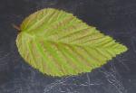 Carpinus cordata - Herzbl�ttrige Hainbuche