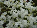 Sambucus nigra Plena - Gef�lltbl�hender Holunder