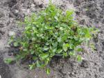 Salix alpina - Alpenweide