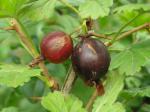 Ribes divaricatum Worcester - Worcesterbeere