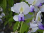 Wisteria formosa Issai - Blauregen Issai