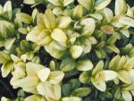 Buxus sempervirens Rotundifolia Aurea