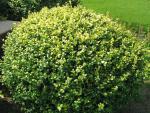 Buxus sempervirens Rotundifolia Aurea