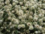 .Anaphalis triplinervis Silberregen - Perlpf�tchen