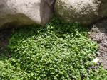.Cotula dioica Minima