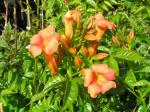 Campsis taglibuana Mme Galen - Trompetenblume