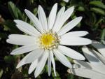 .Leucanthemum Christine Hagemann - Sommer-Margerite Christine Hagemann