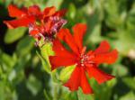.Lychnis chalcedonica - Lichtnelke, Brennende Liebe