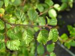 Carpinus coreana - Koreanische Wei�buche