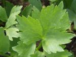 .Levisticum officinale - Liebst�ckel