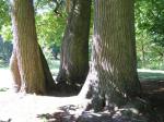 Castanea sativa