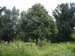 Castanea sativa